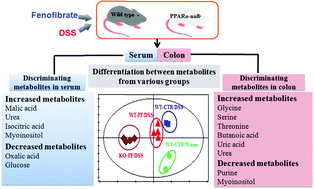 Graphical abstract: GC-MS metabolomics on PPARα-dependent exacerbation of colitis