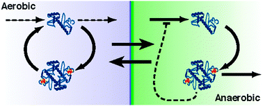 Graphical abstract: Design principles of a conditional futile cycle exploited for regulation