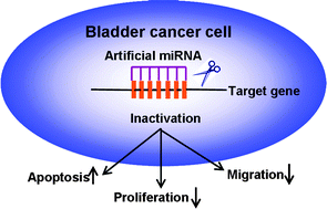 Graphical abstract: Synthetic artificial microRNAs targeting UCA1-MALAT1 or c-Myc inhibit malignant phenotypes of bladder cancer cells T24 and 5637