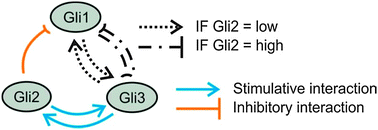 Graphical abstract: Fuzzy modeling reveals a dynamic self-sustaining network of the GLI transcription factors controlling important metabolic regulators in adult mouse hepatocytes