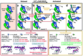 Graphical abstract: Tarantula myosin free head regulatory light chain phosphorylation stiffens N-terminal extension, releasing it and blocking its docking back