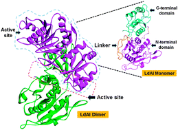 Graphical abstract: l-Asparaginase as a new molecular target against leishmaniasis: insights into the mechanism of action and structure-based inhibitor design
