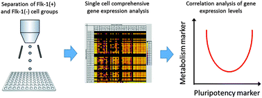 Graphical abstract: Metabolic suppression during mesodermal differentiation of embryonic stem cells identified by single-cell comprehensive gene expression analysis