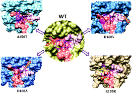 Graphical abstract: Exploring resistance mechanisms of HCV NS3/4A protease mutations to MK5172: insight from molecular dynamics simulations and free energy calculations
