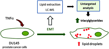 Graphical abstract: Epithelial-to-mesenchymal transition involves triacylglycerol accumulation in DU145 prostate cancer cells