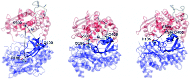 Graphical abstract: Molecular simulations reveal that the long range fluctuations of human DPP III change upon ligand binding