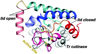 Graphical abstract: pH effects on the structural dynamics of cutinase from Trichoderma reesei: insights from molecular dynamics simulations
