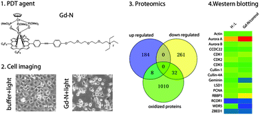 Graphical abstract: SILAC-based quantitative proteomics identified lysosome as a fast response target to PDT agent Gd-N induced oxidative stress in human ovarian cancer IGROV1 cells