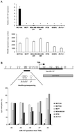 Graphical abstract: MicroRNAs regulate KDM5 histone demethylases in breast cancer cells