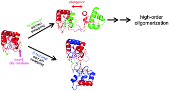 Graphical abstract: Oligomerization enhancement and two domain swapping mode detection for thermostable cytochrome c552via the elongation of the major hinge loop