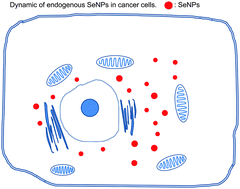 Graphical abstract: Dynamic equilibrium of endogenous selenium nanoparticles in selenite-exposed cancer cells: a deep insight into the interaction between endogenous SeNPs and proteins