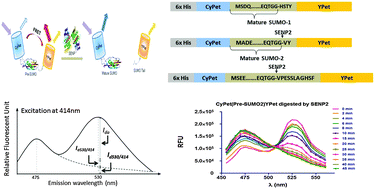 Graphical abstract: A novel robust quantitative Förster resonance energy transfer assay for protease SENP2 kinetics determination against its all natural substrates
