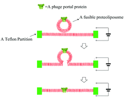 Graphical abstract: Highly efficient integration of the viral portal proteins from different types of phages into planar bilayers for the black lipid membrane analysis