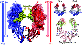 Graphical abstract: Understanding the impact of Fc glycosylation on its conformational changes by molecular dynamics simulations and bioinformatics