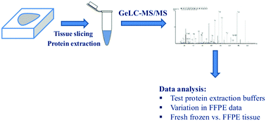 Graphical abstract: Comparison of multiple protein extraction buffers for GeLC-MS/MS proteomic analysis of liver and colon formalin-fixed, paraffin-embedded tissues