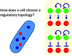 Graphical abstract: Revisiting demand rules for gene regulation