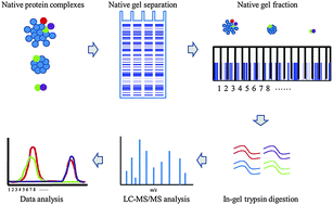 Graphical abstract: Identification of protein complexes of microsomes in rat adipocytes by native gel coupled with LC-ESI-QTOF