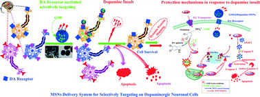 Graphical abstract: Selective neuronal targeting, protection and signaling network analysis via dopamine-mediated mesoporous silica nanoparticles