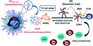 Graphical abstract: Glycodendropeptides stimulate dendritic cell maturation and T cell proliferation: a potential influenza A virus immunotherapy