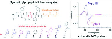 Graphical abstract: Design and synthesis of peptide inhibitor conjugates as probes of the Cytochrome P450s from glycopeptide antibiotic biosynthesis