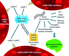 Graphical abstract: Selective inhibitors of phosphodiesterases: therapeutic promise for neurodegenerative disorders