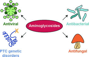 Graphical abstract: A review of patents (2011–2015) towards combating resistance to and toxicity of aminoglycosides