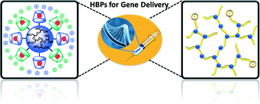 Graphical abstract: Designing hyperbranched polymers for gene delivery
