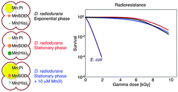 Graphical abstract: The effect of gamma-ray irradiation on the Mn(ii) speciation in Deinococcus radiodurans and the potential role of Mn(ii)-orthophosphates