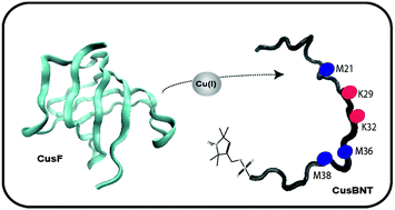 Graphical abstract: EPR spectroscopy identifies Met and Lys residues that are essential for the interaction between the CusB N-terminal domain and metallochaperone CusF