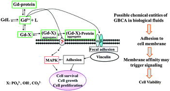 Graphical abstract: The gadolinium-based contrast agent Omniscan® promotes in vitro fibroblast survival through in situ precipitation