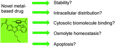 Graphical abstract: In vitro characterization of a novel C,N-cyclometalated benzimidazole Ru(ii) arene complex: stability, intracellular distribution and binding, effects on organic osmolyte homeostasis and induction of apoptosis