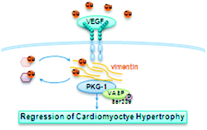 Graphical abstract: The involvement of vimentin in copper-induced regression of cardiomyocyte hypertrophy