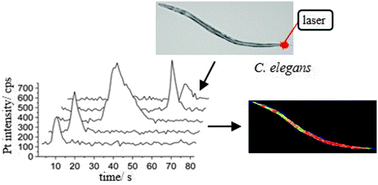 Graphical abstract: Elemental bioimaging of Cisplatin in Caenorhabditis elegans by LA-ICP-MS