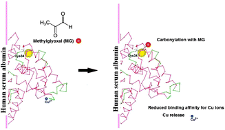 Graphical abstract: HSA carbonylation with methylglyoxal and the binding/release of copper(ii) ions