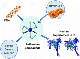 Graphical abstract: Inhibition of human DNA topoisomerase IB by nonmutagenic ruthenium(ii)-based compounds with antitumoral activity