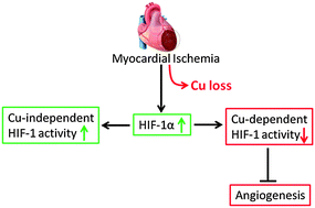 Graphical abstract: The association of depressed angiogenic factors with reduced capillary density in the Rhesus monkey model of myocardial ischemia