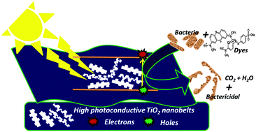 Graphical abstract: High photoconductive combustion synthesized TiO2 derived nanobelts for photocatalytic water purification under solar irradiation