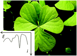 Graphical abstract: Electrochemistry-based chemotaxonomy in plants using the voltammetry of microparticles methodology