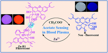 Graphical abstract: A sandwich-type zinc complex from a rhodamine dye based ligand: a potential fluorescent chemosensor for acetate in human blood plasma and a molecular logic gate with INHIBIT function