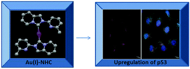 Graphical abstract: Synthesis of gold(iii) ← gold(i)–NHC through disproportionation: the role of gold(i)–NHC in the induction of apoptosis in HepG2 cells