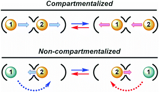 Graphical abstract: Compartmentalized vs. non-compartmentalized translocations in metal porphyrin complexes