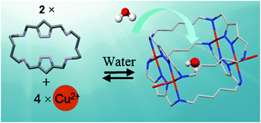 Graphical abstract: A water molecule in the interior of a 1H-pyrazole Cu2+ metallocage