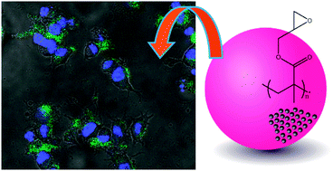 Graphical abstract: Poly(glycidyl methacrylate) coated dual mode upconverting nanoparticles for neuronal cell imaging
