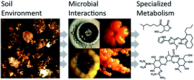 Graphical abstract: Natural products in soil microbe interactions and evolution