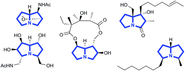 Graphical abstract: Pyrrolizidine alkaloids: occurrence, biology, and chemical synthesis