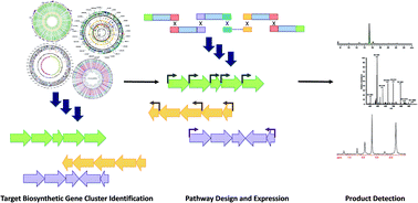 Graphical abstract: New tools for reconstruction and heterologous expression of natural product biosynthetic gene clusters
