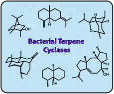 Graphical abstract: Bacterial terpene cyclases