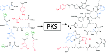 Graphical abstract: Recent advances in the biosynthesis of unusual polyketide synthase substrates