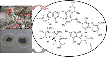 Graphical abstract: Dibenzofurans and derivatives from lichens and ascomycetes