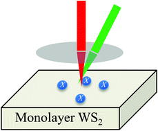 Graphical abstract: Spatiotemporal dynamics of excitons in monolayer and bulk WS2